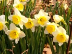 daffodils2[1]