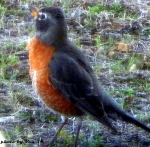 robin redbreast in my yard